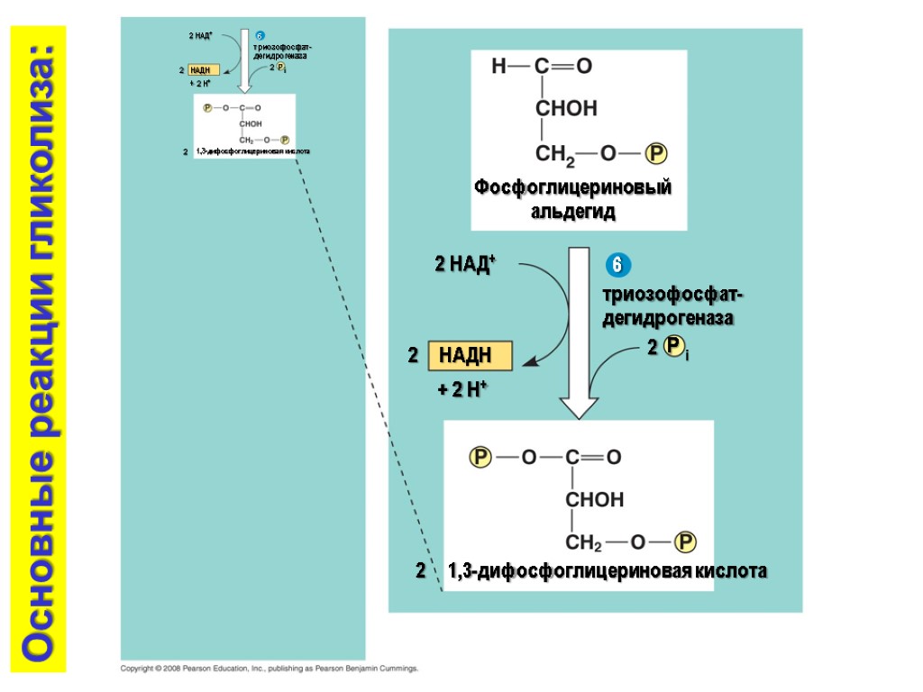 2 НАД+ НАДH 2 + 2 H+ 2 2 P i триозофосфат-дегидрогеназа 1,3-дифосфоглицериновая кислота